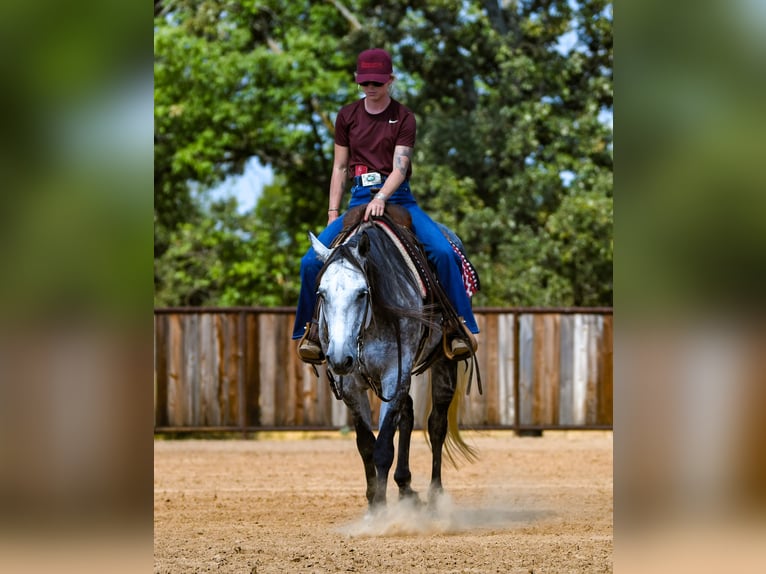 Caballo cuarto de milla Yegua 9 años Tordo in Mount Vernon