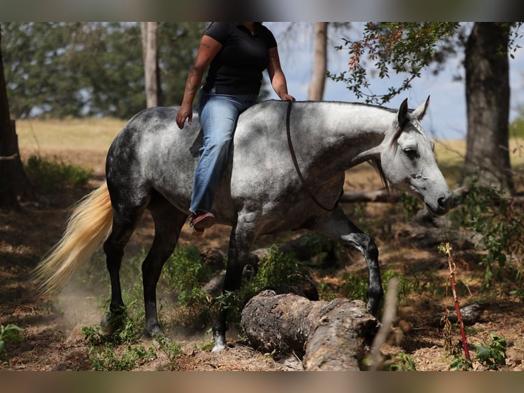 Caballo cuarto de milla Yegua 9 años Tordo in Mount Vernon