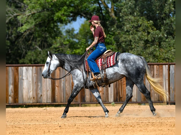 Caballo cuarto de milla Yegua 9 años Tordo in Mount Vernon