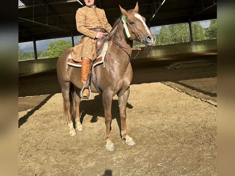 Caballo cuarto de milla Yegua 9 años in Stare &#x17B;ukowice