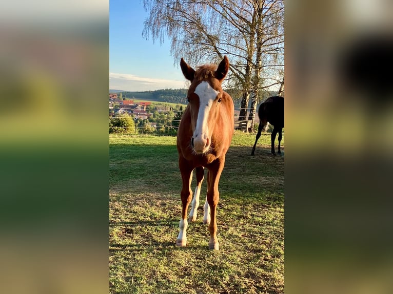 Caballo cuarto de milla Yegua Potro (04/2026) 145 cm Alazán in Geiselwind