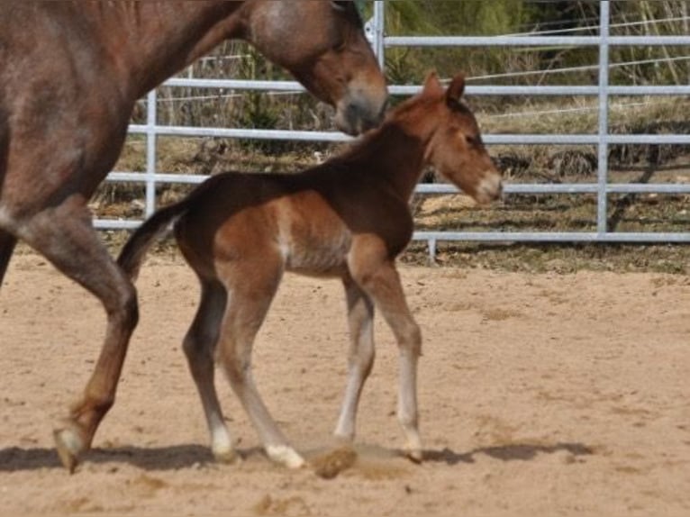 Caballo cuarto de milla Yegua Potro (03/2026) 148 cm Alazán in Mehlmeisel
