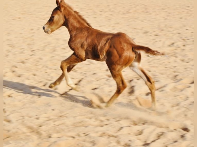 Caballo cuarto de milla Yegua  148 cm Alazán-tostado in Mehlmeisel