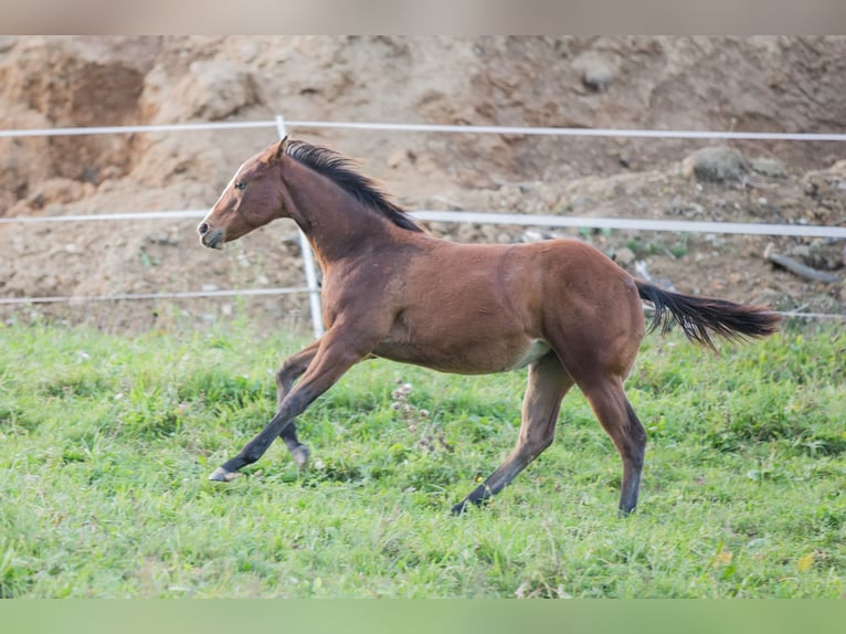 Caballo cuarto de milla Yegua Potro (04/2025) 148 cm Castaño in Oisnitz