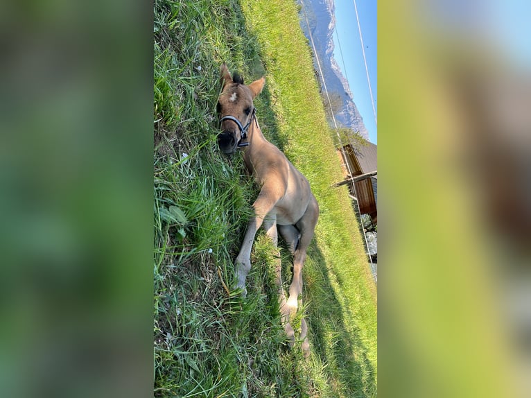 Caballo cuarto de milla Yegua Potro (03/2026) 148 cm Grullo in Brezje