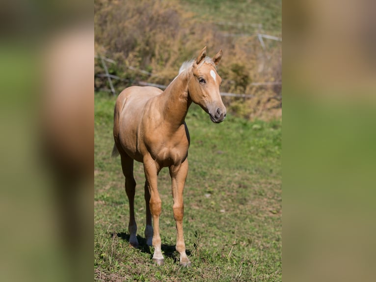 Caballo cuarto de milla Yegua Potro (05/2026) 148 cm Palomino in St Josef