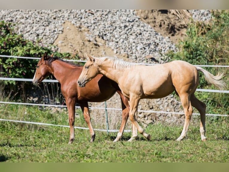 Caballo cuarto de milla Yegua Potro (05/2026) 148 cm Palomino in St Josef