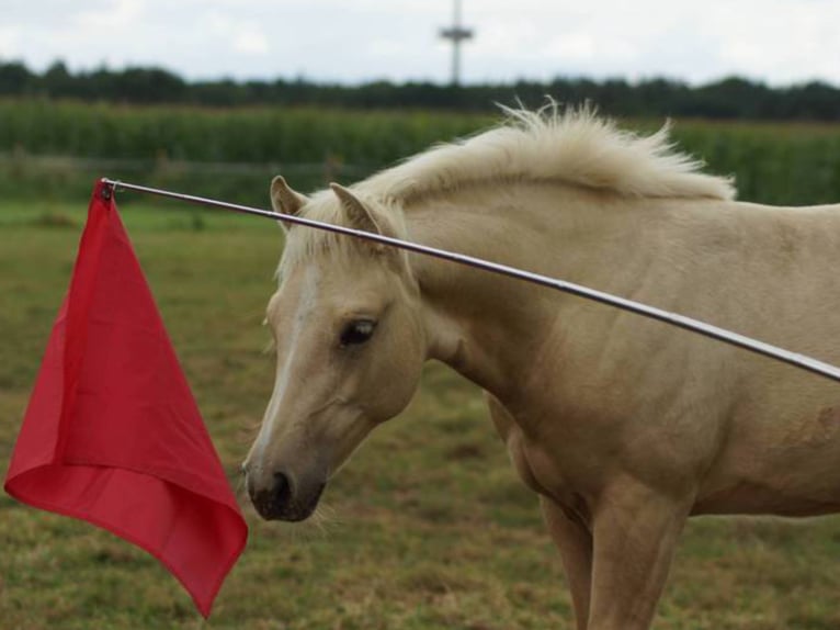 Caballo cuarto de milla Yegua Potro (04/2025) 148 cm Palomino in Linsburg