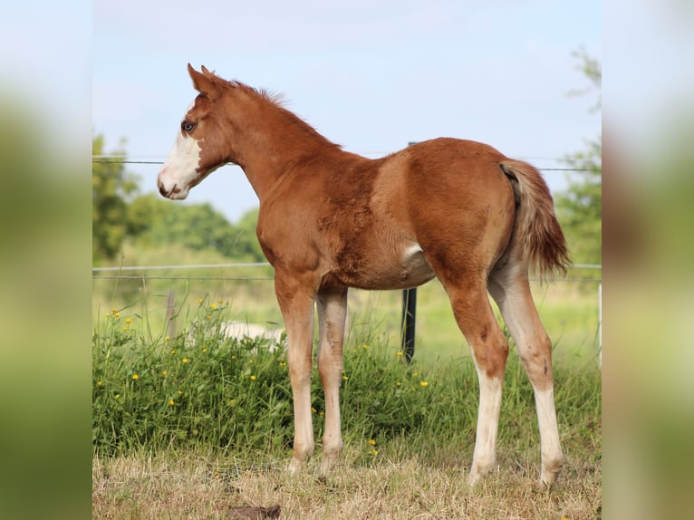 Caballo cuarto de milla Yegua  150 cm Alazán in Stade
