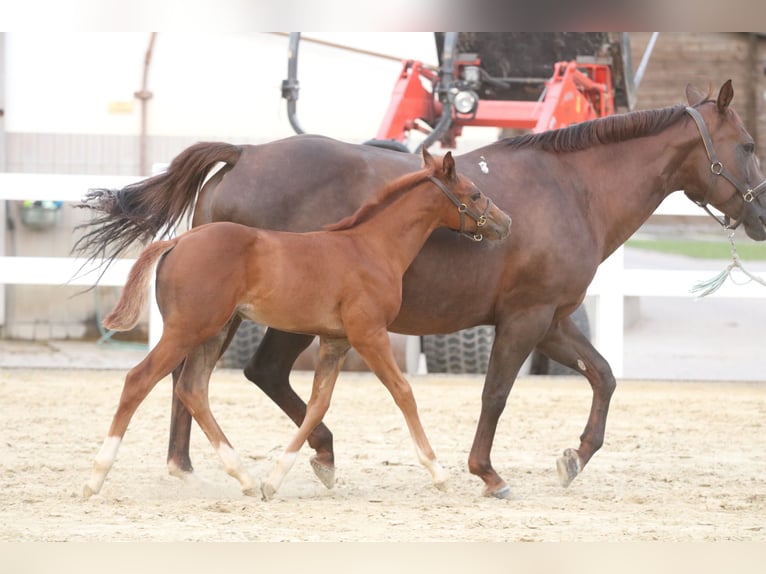 Caballo cuarto de milla Yegua Potro (06/2024) 150 cm Alazán in Herne