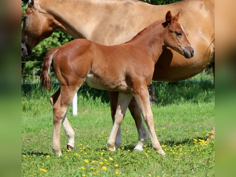Caballo cuarto de milla Yegua Potro (04/2026) 150 cm Alazán in Stade
