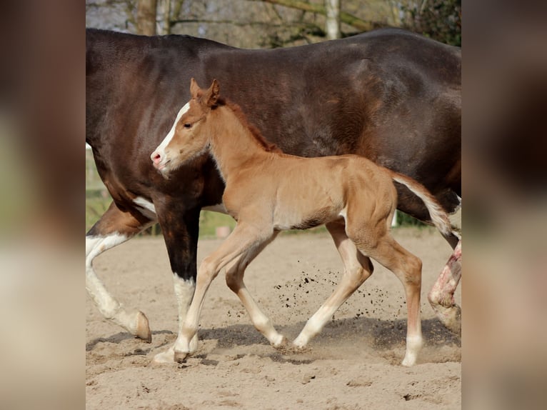 Caballo cuarto de milla Yegua Potro (03/2026) 150 cm Alazán in Stade