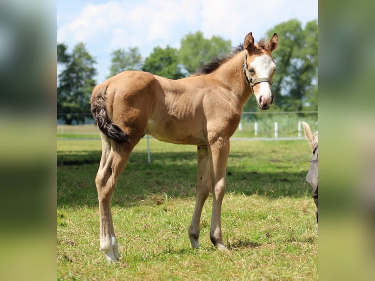 Caballo cuarto de milla Yegua Potro (05/2024) 150 cm Buckskin/Bayo in Stade