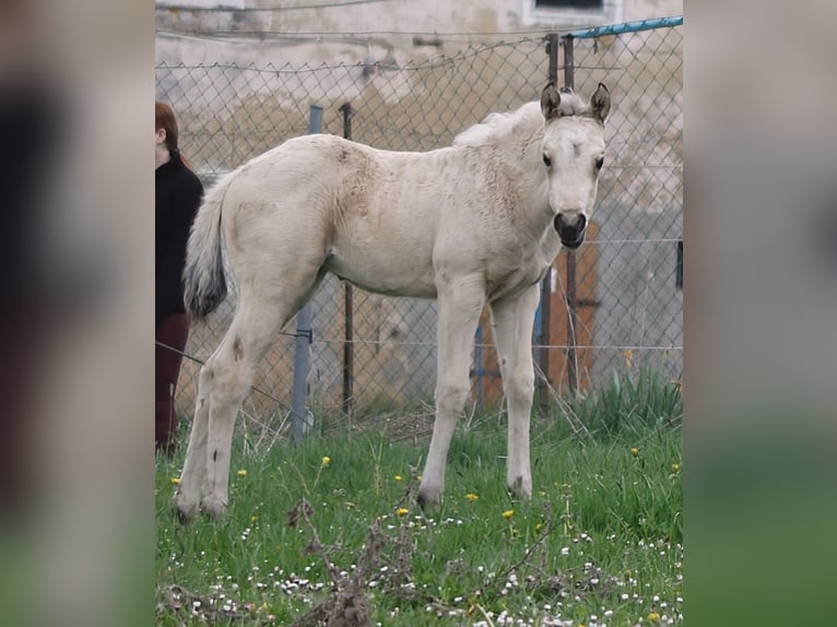 Caballo cuarto de milla Yegua Potro (03/2026) 150 cm Buckskin/Bayo in Neukirchen bei Sulzbach-Rosenberg