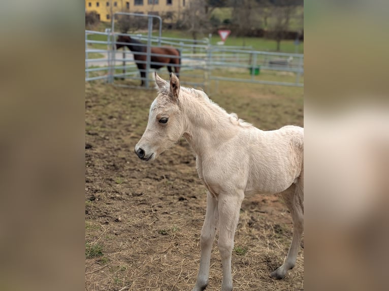 Caballo cuarto de milla Yegua Potro (03/2026) 150 cm Buckskin/Bayo in Neukirchen bei Sulzbach-Rosenberg