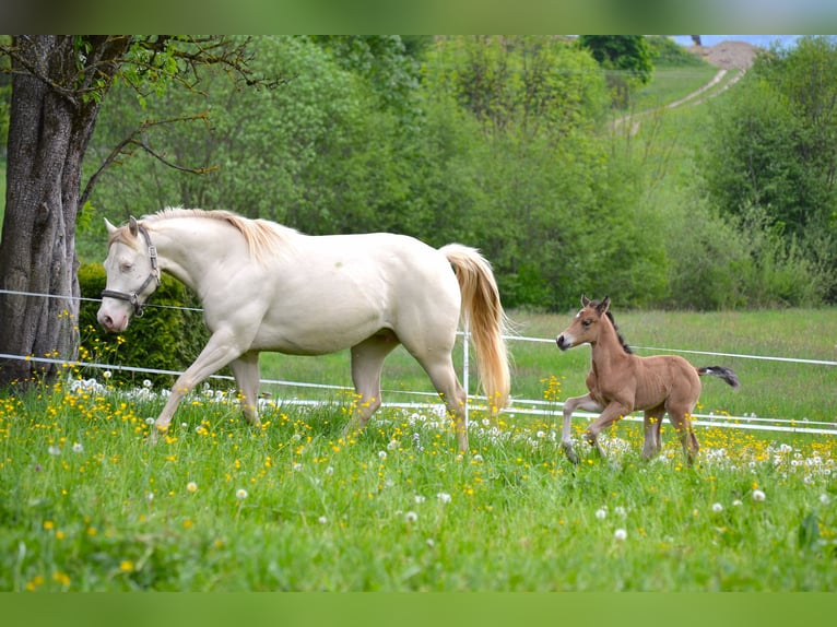 Caballo cuarto de milla Yegua Potro (05/2026) 150 cm Buckskin/Bayo in Thalgau