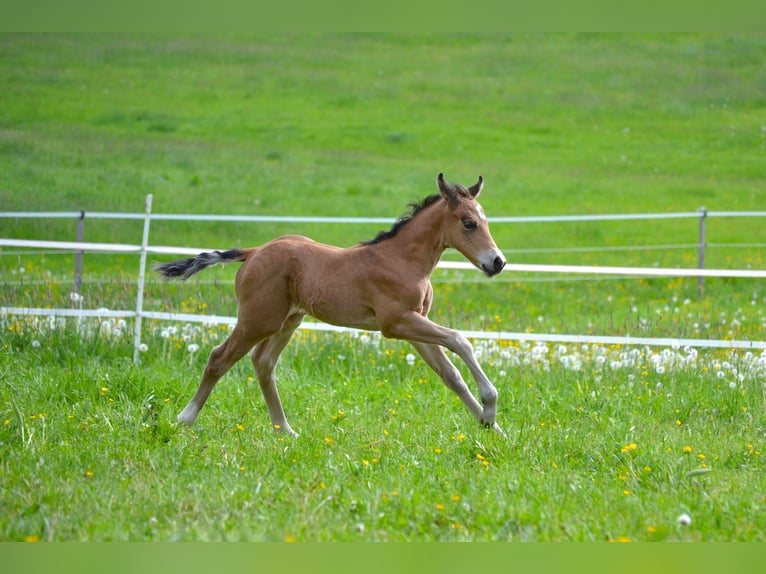 Caballo cuarto de milla Yegua Potro (05/2026) 150 cm Buckskin/Bayo in Thalgau