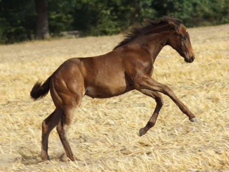 Caballo cuarto de milla Yegua Potro (04/2025) 150 cm Castaño oscuro in Linsburg