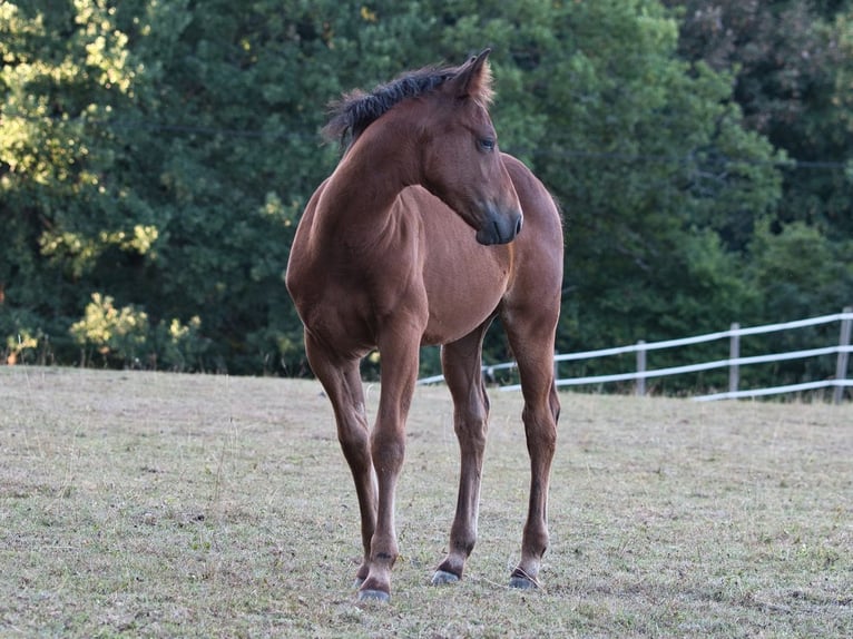 Caballo cuarto de milla Yegua Potro (05/2026) 150 cm Castaño in Dahlem