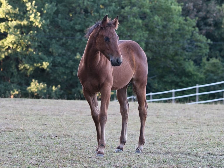 Caballo cuarto de milla Yegua Potro (05/2026) 150 cm Castaño in Dahlem