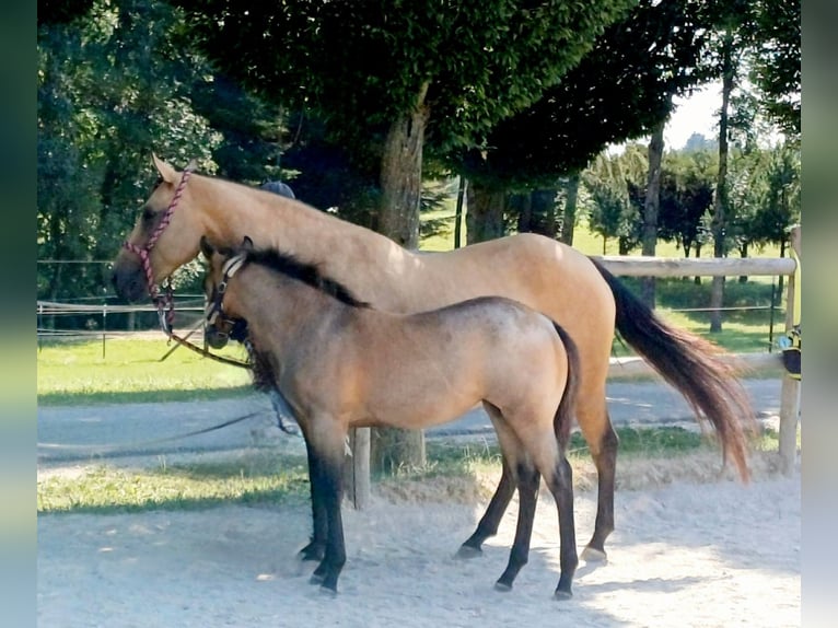 Caballo cuarto de milla Yegua Potro (03/2026) 150 cm Castaño-ruano in Burgkirchen