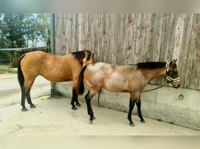 Caballo cuarto de milla Yegua Potro (03/2026) 150 cm Castaño-ruano in Burgkirchen