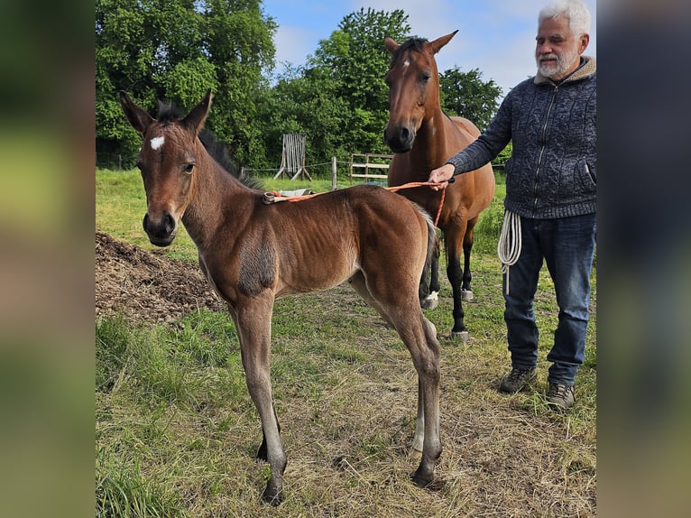 Caballo cuarto de milla Yegua Potro (05/2025) 150 cm Castaño in M&#xFC;glitztal
