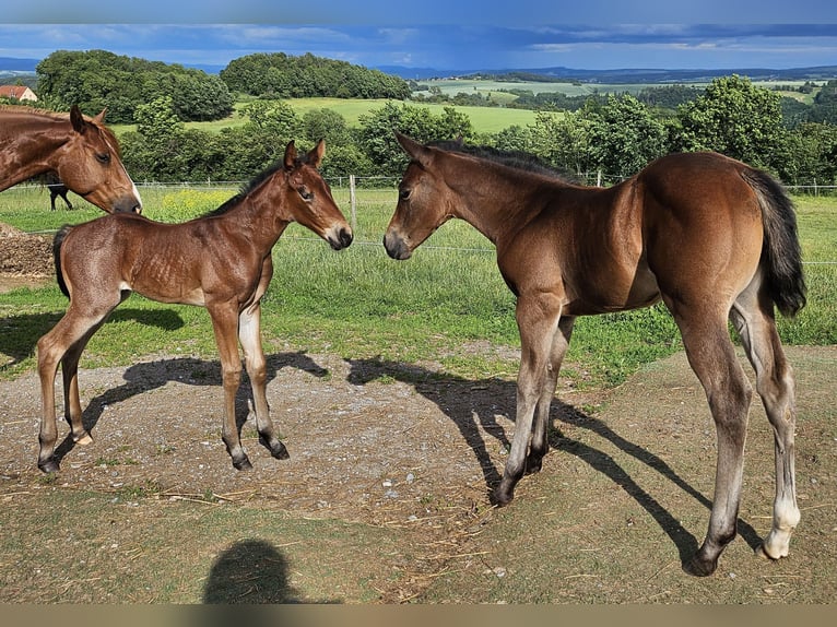 Caballo cuarto de milla Yegua Potro (05/2025) 150 cm Castaño in M&#xFC;glitztal