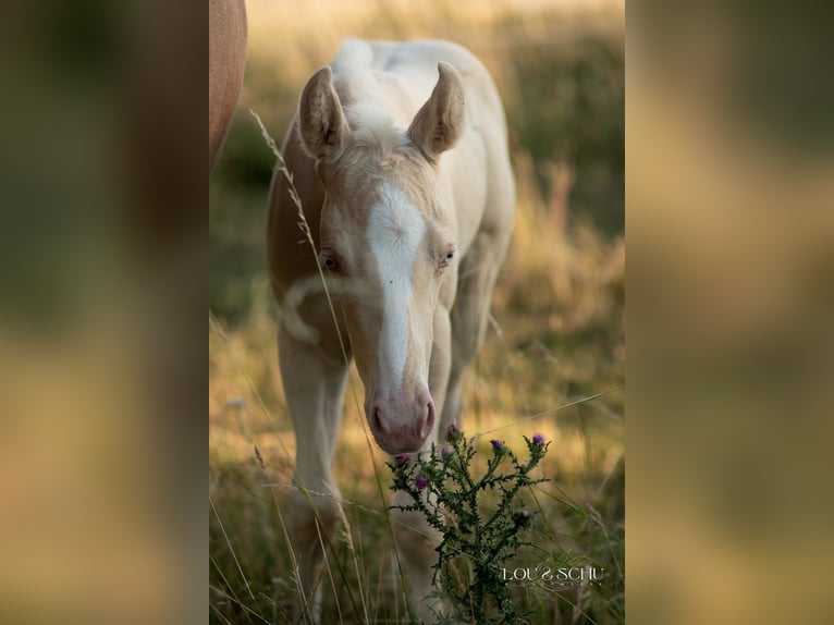Caballo cuarto de milla Yegua Potro (06/2026) 150 cm Cremello in Sondershausen