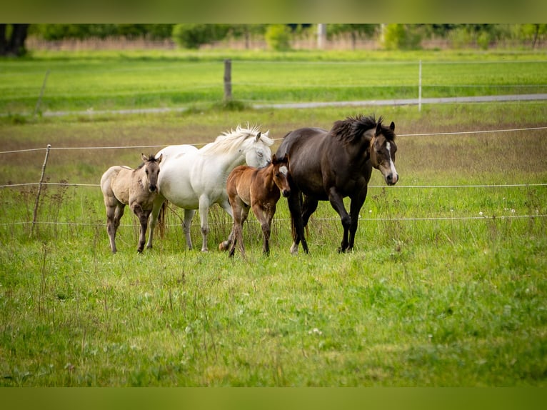 Caballo cuarto de milla Yegua Potro (01/2026) 150 cm Grullo in HohendubrauQuitzdorf am See