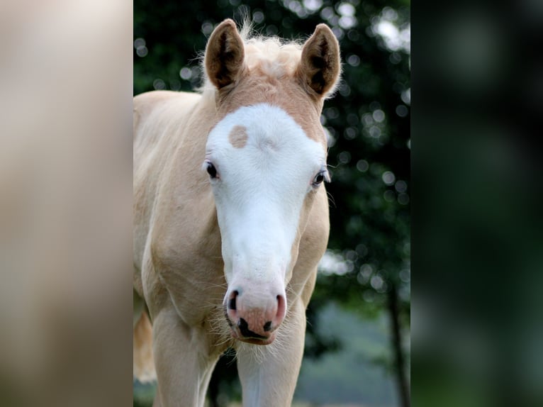 Caballo cuarto de milla Yegua Potro (05/2026) 150 cm Palomino in Stade