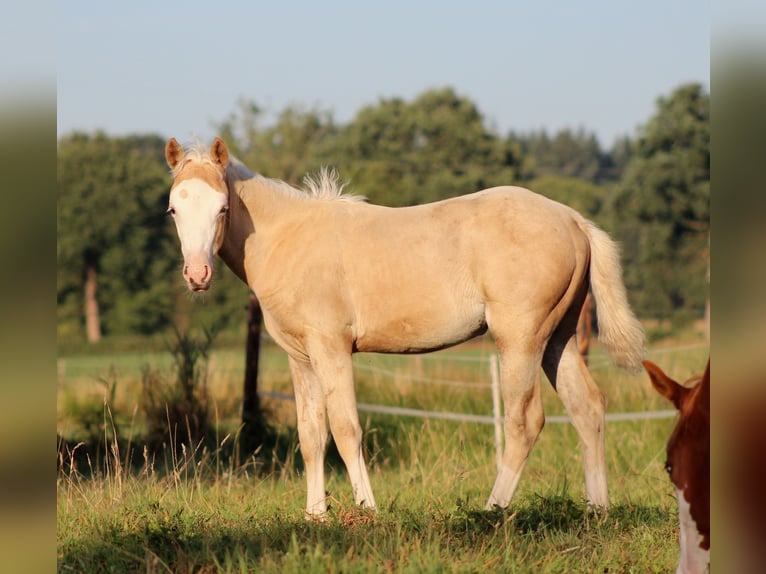 Caballo cuarto de milla Yegua Potro (05/2026) 150 cm Palomino in Stade