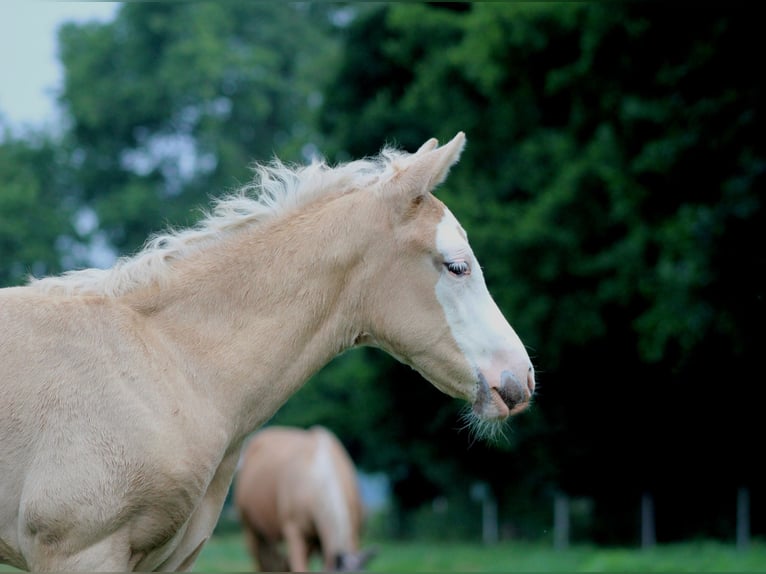 Caballo cuarto de milla Yegua Potro (05/2026) 150 cm Palomino in Stade