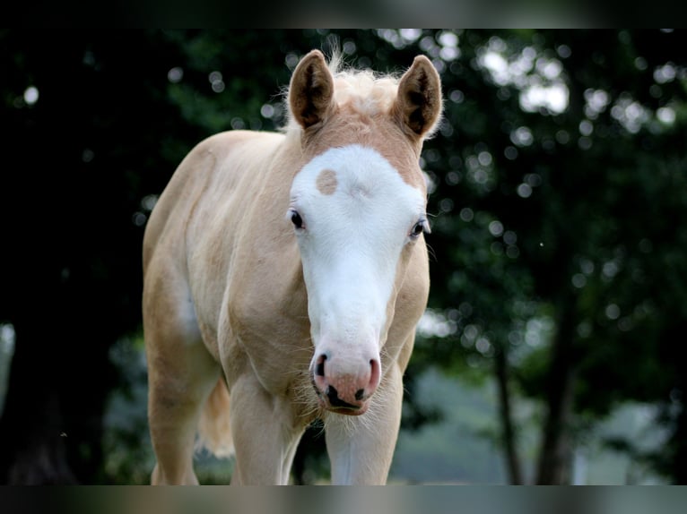 Caballo cuarto de milla Yegua Potro (05/2026) 150 cm Palomino in Stade