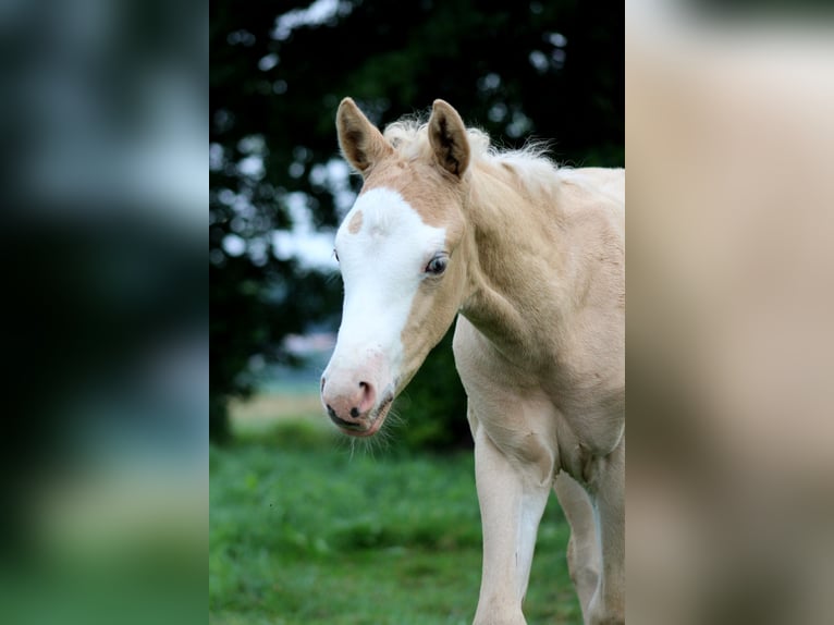 Caballo cuarto de milla Yegua Potro (05/2026) 150 cm Palomino in Stade
