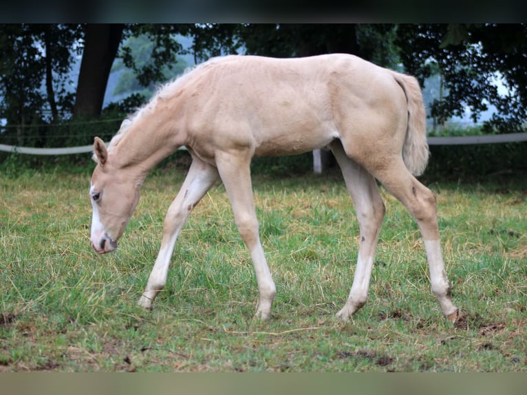 Caballo cuarto de milla Yegua Potro (05/2026) 150 cm Palomino in Stade