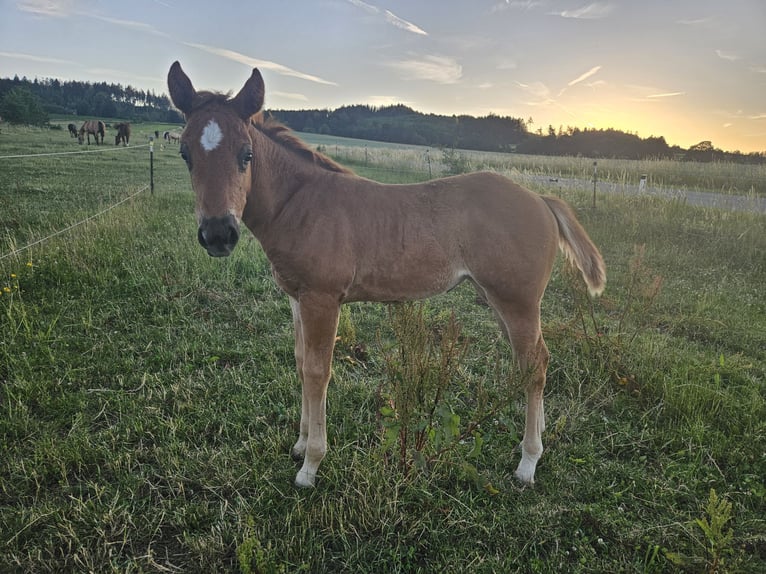 Caballo cuarto de milla Yegua Potro (01/2026) 150 cm Ruano alazán in Groß Siegharts