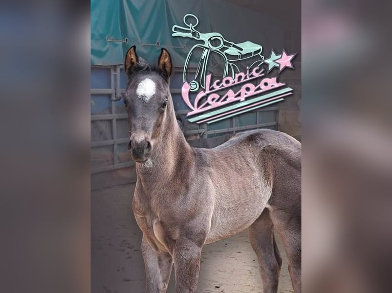 Caballo cuarto de milla Yegua  150 cm Ruano azulado in Miltenberg