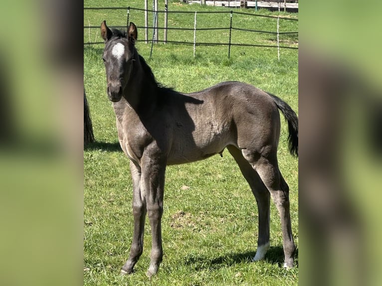 Caballo cuarto de milla Yegua  150 cm Ruano azulado in Miltenberg