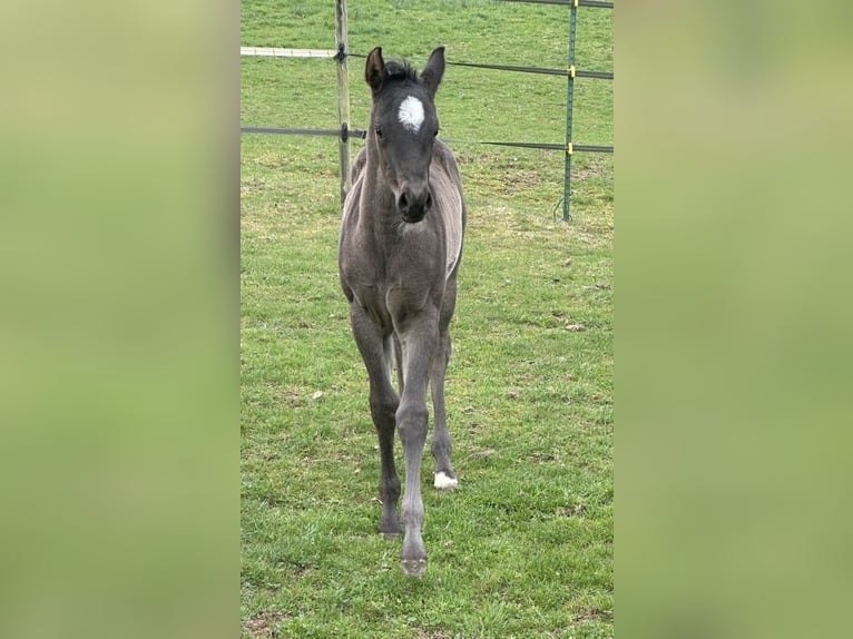 Caballo cuarto de milla Yegua  150 cm Ruano azulado in Miltenberg