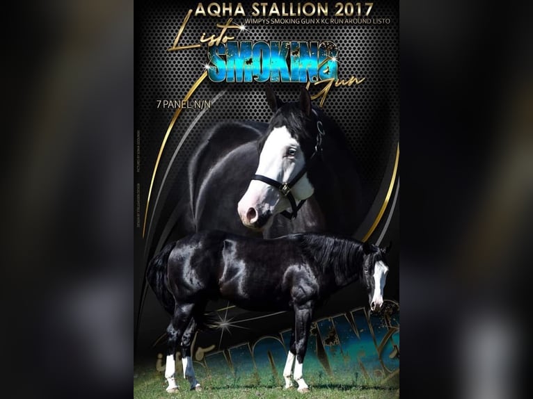 Caballo cuarto de milla Yegua  150 cm Ruano azulado in Miltenberg