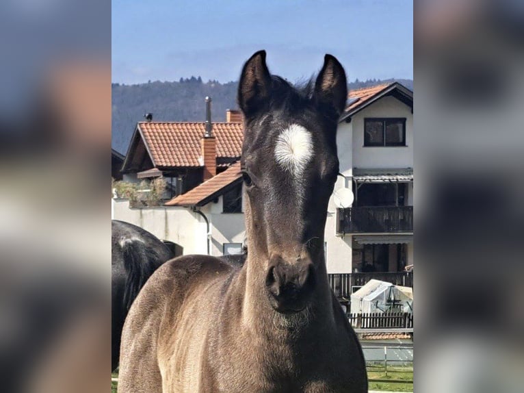 Caballo cuarto de milla Yegua  150 cm Ruano azulado in Miltenberg