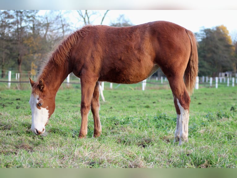 Caballo cuarto de milla Yegua Potro (03/2025) 151 cm Alazán in Stade