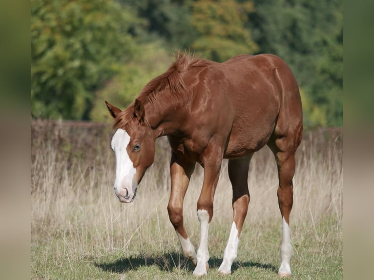 Caballo cuarto de milla Yegua Potro (03/2026) 152 cm Alazán in LauenbrückHelvesiek