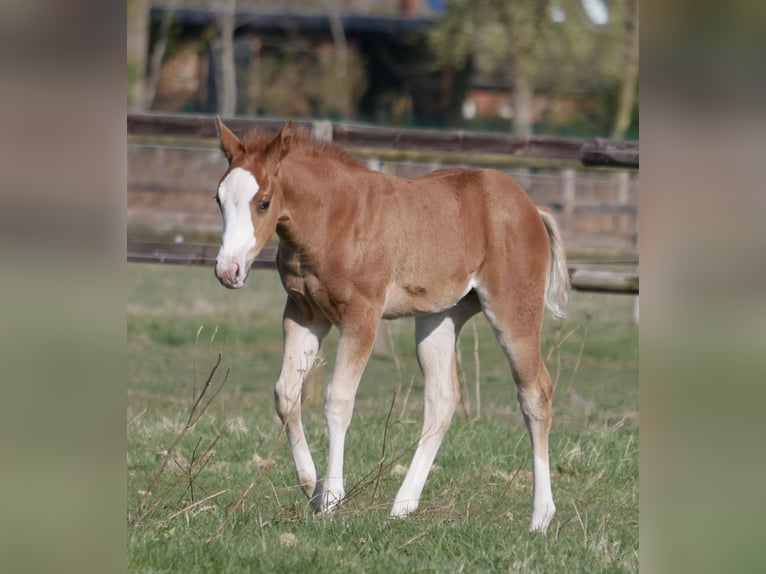 Caballo cuarto de milla Yegua Potro (03/2026) 152 cm Alazán in LauenbrückHelvesiek