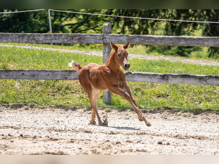 Caballo cuarto de milla Yegua Potro (05/2026) 152 cm Alazán-tostado in Eschenau