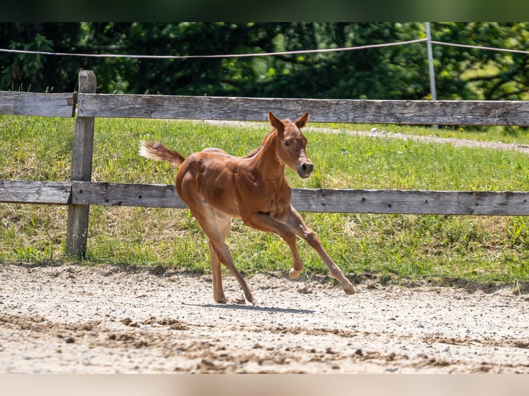 Caballo cuarto de milla Yegua Potro (05/2026) 152 cm Alazán-tostado in Eschenau