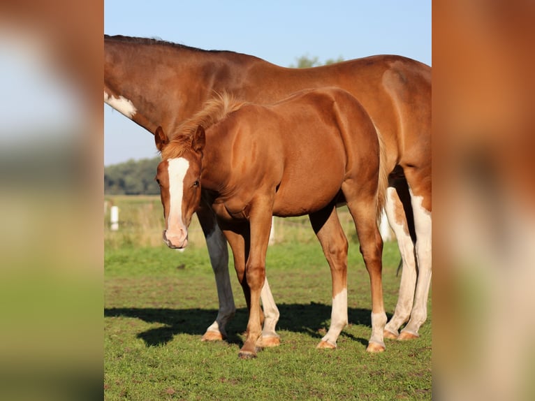 Caballo cuarto de milla Yegua Potro (03/2026) 152 cm Alazán-tostado in Stade