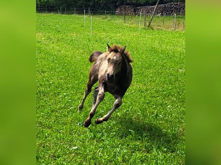 Caballo cuarto de milla Yegua Potro (04/2024) 152 cm Buckskin/Bayo in Balingen