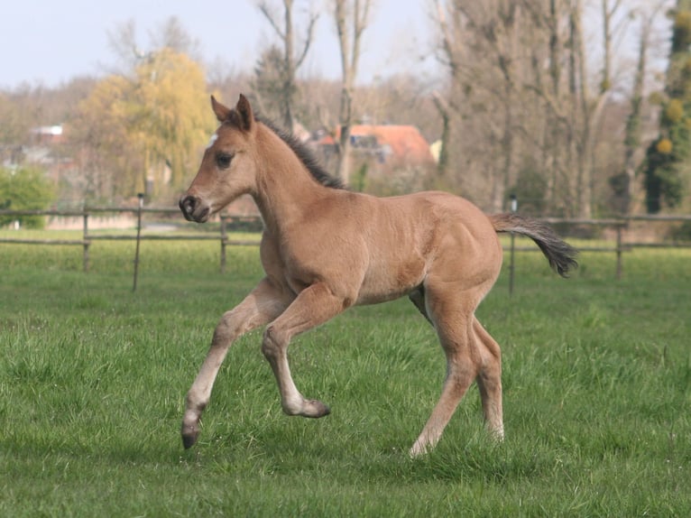 Caballo cuarto de milla Yegua Potro (03/2026) 152 cm Grullo in Düsseldorf